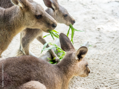 Group of kangaroos feeding in the park