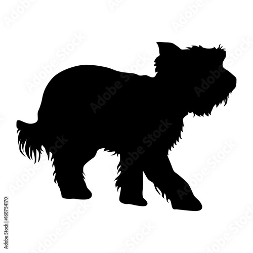 Yorkshire Terrier dog silhouette on a white background