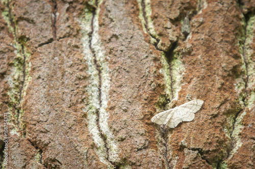 A Riband Wave moth, Idaea aversata ab. remutata, at rest on the bark of a tree, Suffolk,England photo
