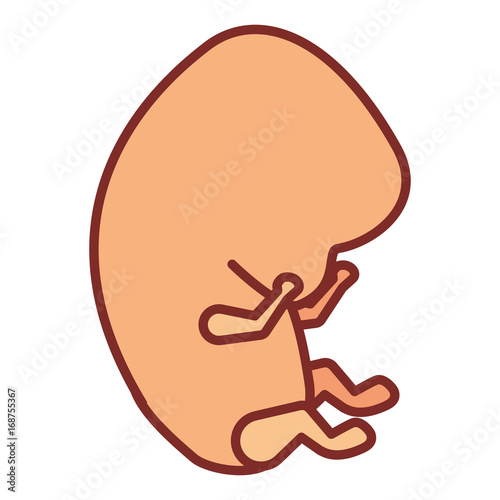 color silhouette with thick contour of side view fetal growth in the beginning