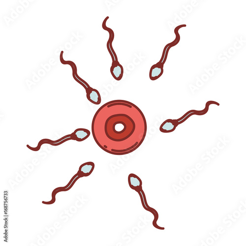 color silhouette with thick contour of human fertilization of sperm and ovule