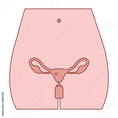 pink silhouette of front view female body and reproductive system ovaries with fertilized ovum
