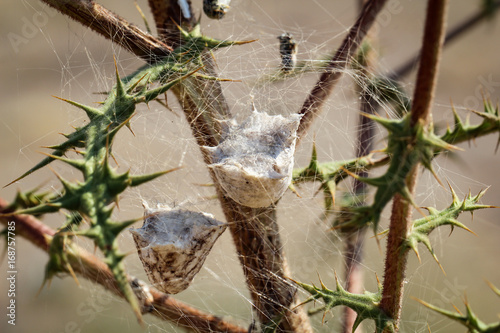 Cocon für junge Spinnen, Argiope lobata, eine Radnetzspinne 