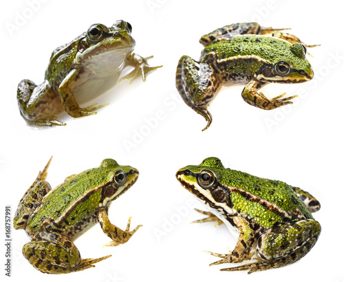 rana esculenta - common european green frog