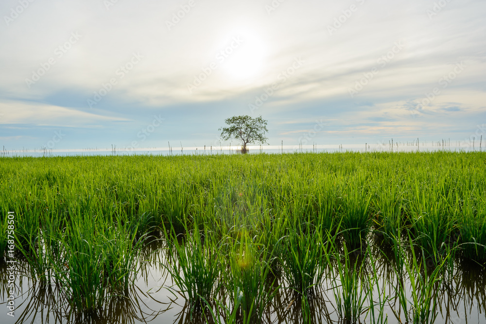 Rice field with lonely tree in lake with forground