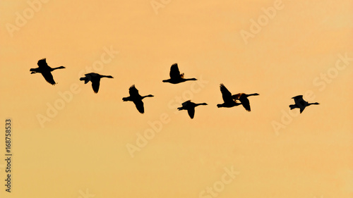 Zugvögel Sonnenuntergang
