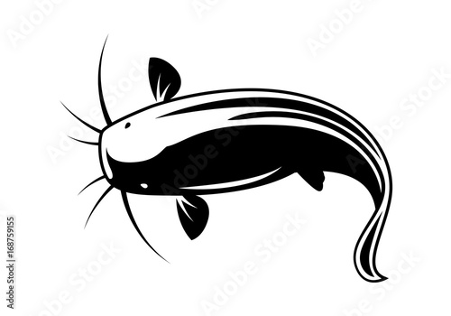 graphic catfish on white background, vector