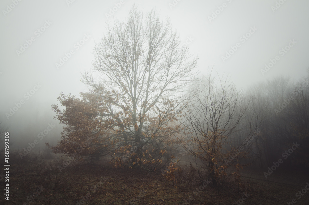 gloomy rainy weather landscape with trees in fog gloomy rainy weather landscape with trees in fog