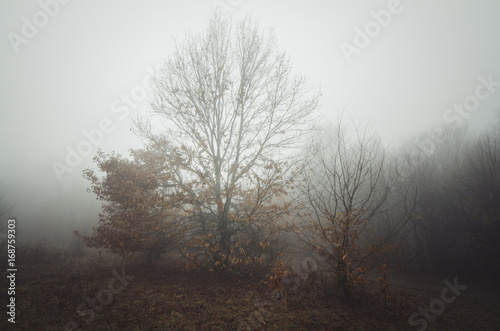 gloomy rainy weather landscape with trees in fog