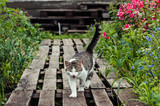 A gray striped cat walks along a path made of wooden pallets in the garden.