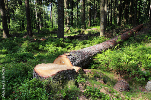 Tree cut down