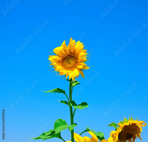 Blooming yellow sunflower against a clear blue sky