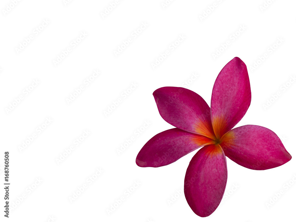 Obraz premium Frangipani Flower or Plumeria .(clipping path)