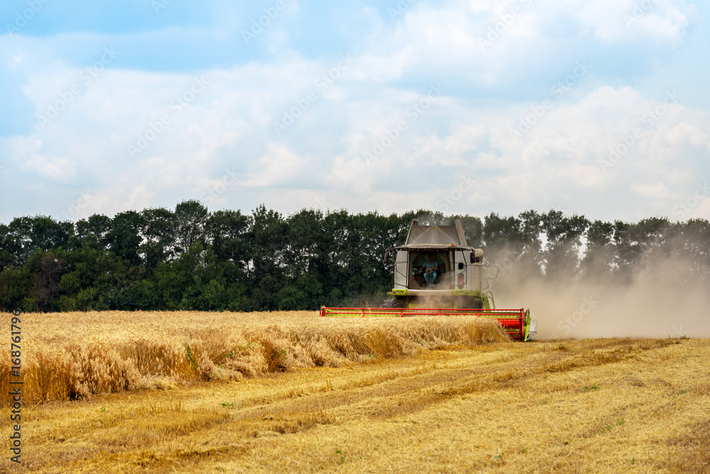 Fototapeta premium Combine harvester in action on wheat field.