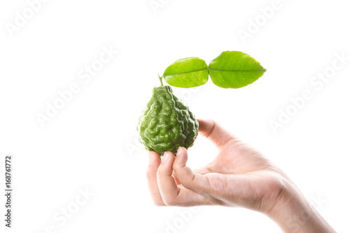 bergamot in hand on the white background.