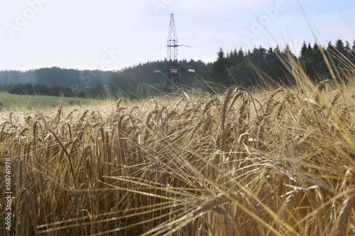 Farm field with rye crops growing. Ears of rye. Closeup of ripe rye field.
