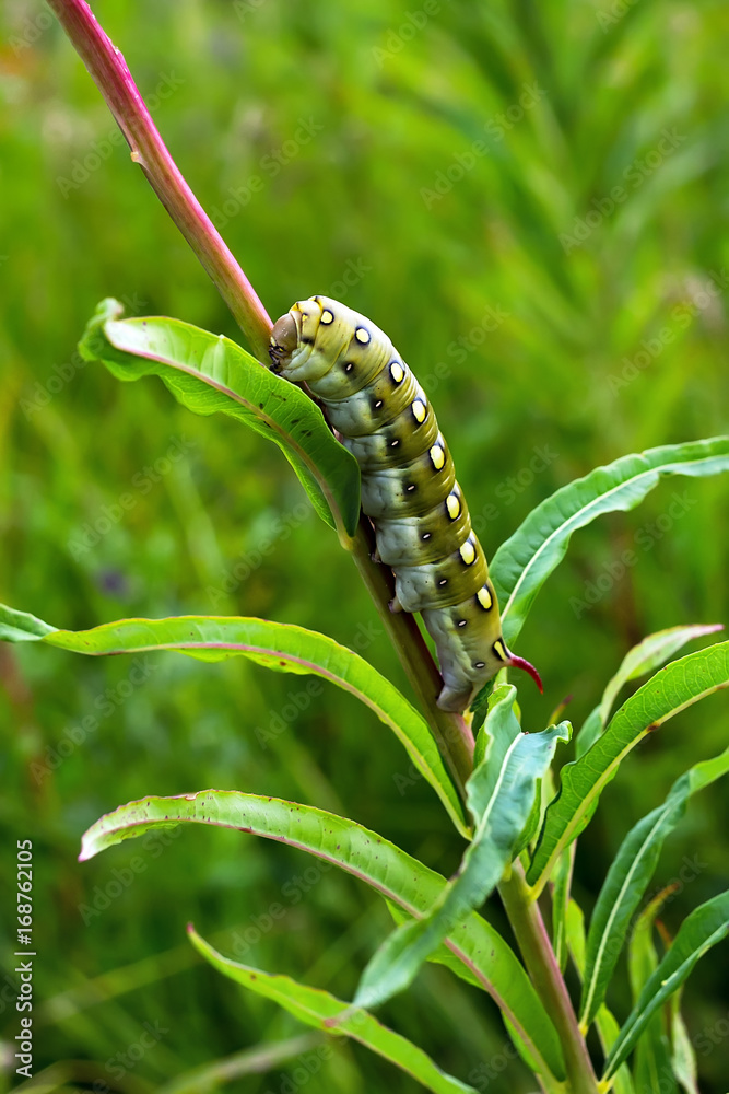 The caterpillar of a large moth - hyles podmarenkova (Hyles gallii)