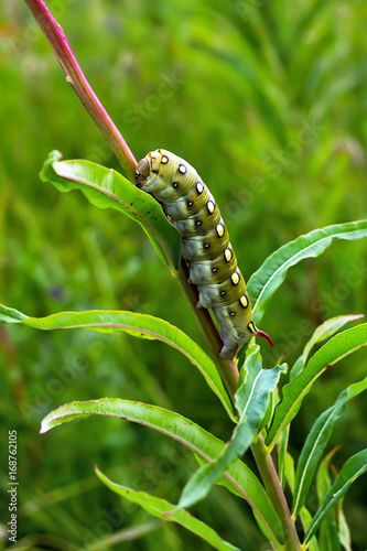 The caterpillar of a large moth - hyles podmarenkova (Hyles gallii)