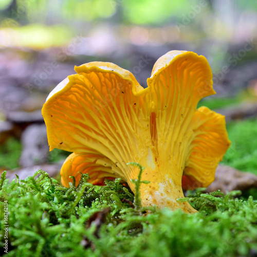  cantharellus cibarius mushroom