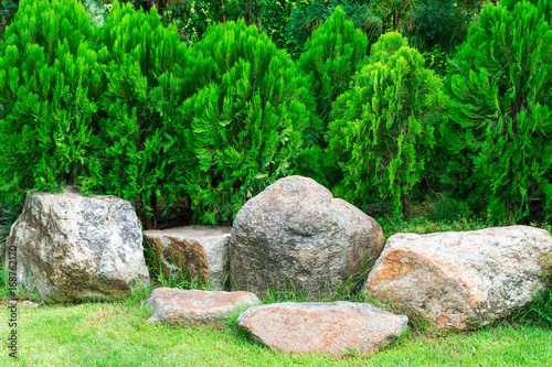 Chimese Arbovitae and stones are beautifully decorated in the garden.