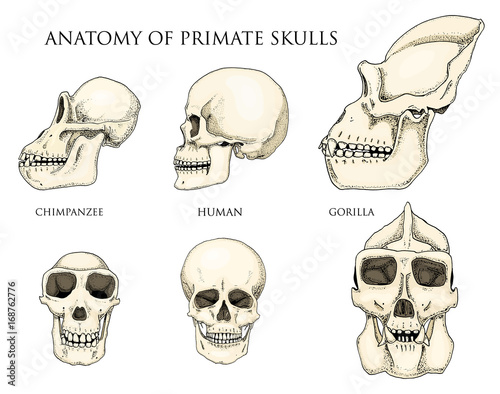 Human and chimpanzee, gorilla. biology and anatomy illustration. engraved hand drawn in old sketch and vintage style. monkey skull or skeleton or bones silhouette. front view or face and profile.