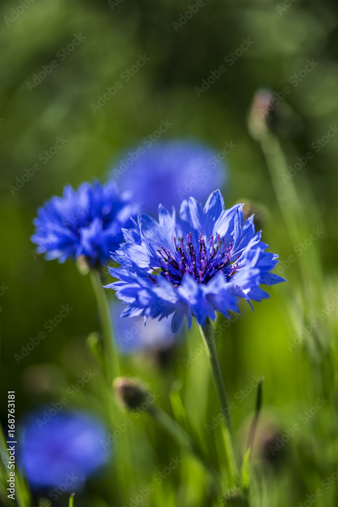 矢車菊の花