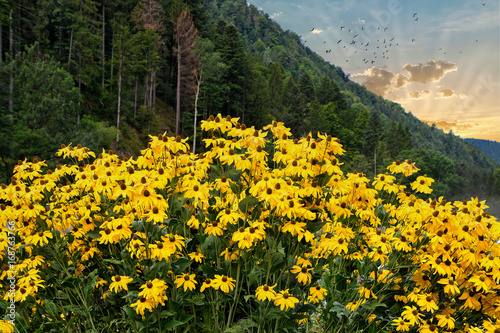 black-eyed susan flowers and morning sky in Black Forest Germany