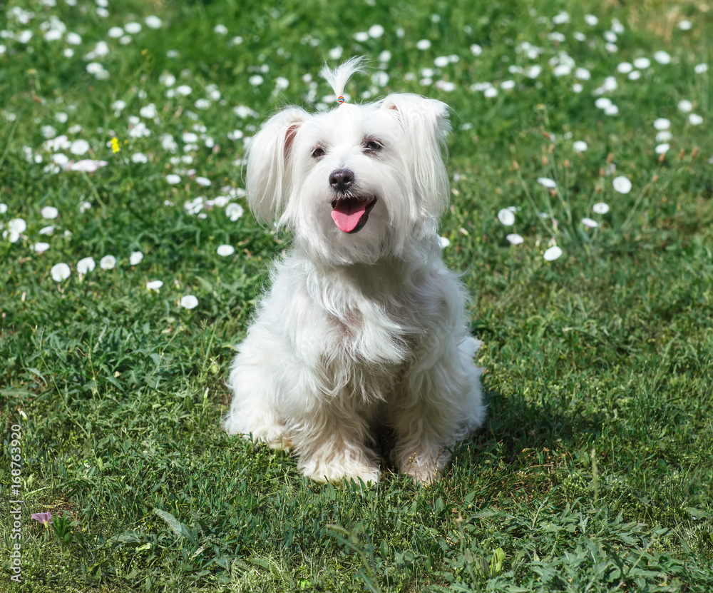 Cute fluffy white dog on the grass