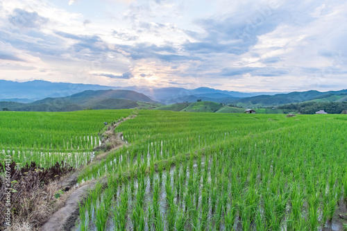 Stepped rice terrace in the evening time.