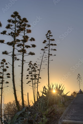 At Lycabettus during sunset some beatiful silhouets of various cactus