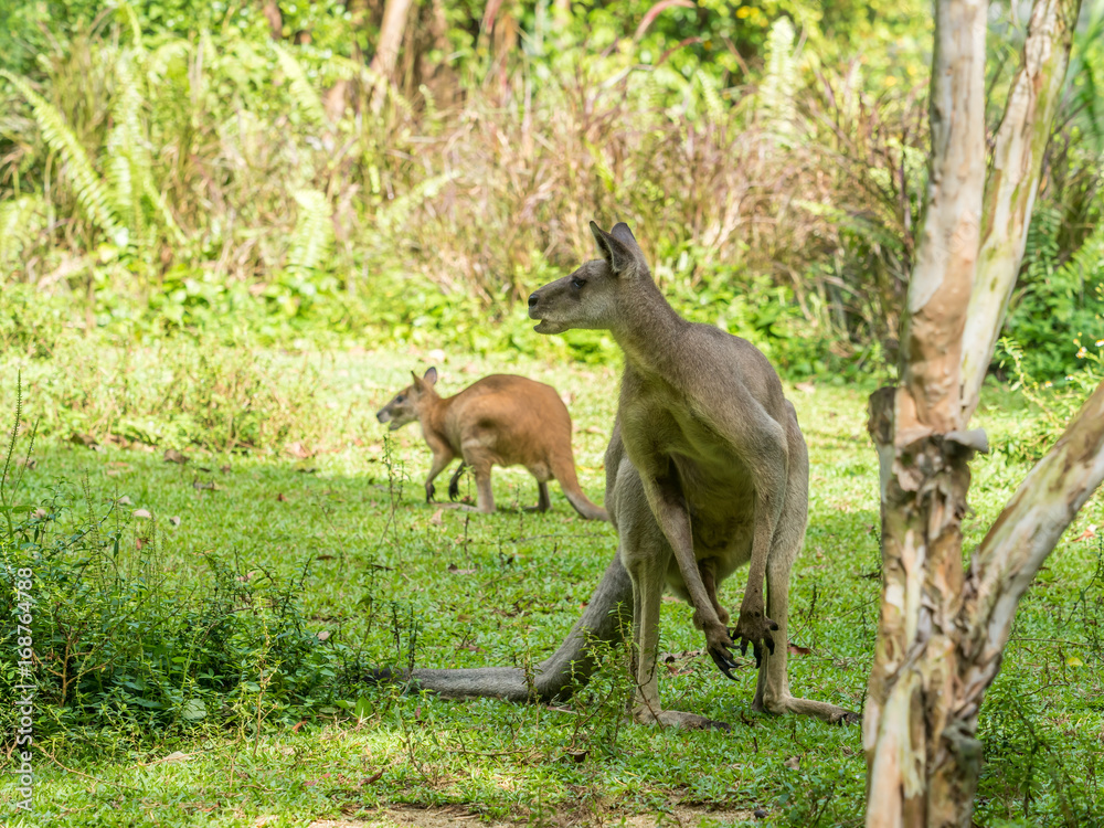 Two Australian brown kangaroos macropus rufus Two Australian brown kangaroos macropus rufus