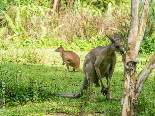 Two Australian brown kangaroos macropus rufus