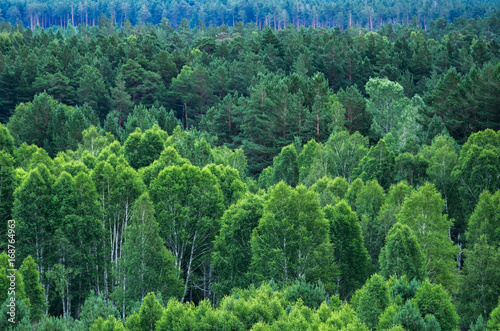 Pattern of layers of forest trees, evergreens in the mountains on a summer day