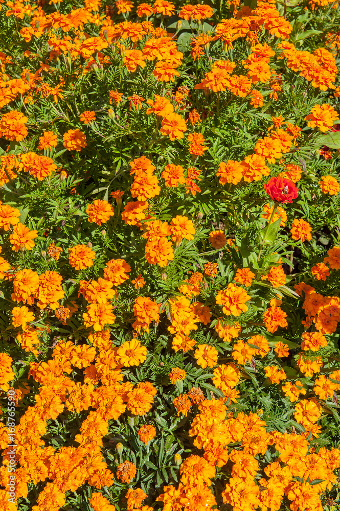 Marigolds