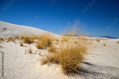 White Sands National Monument: White New Desert Desert