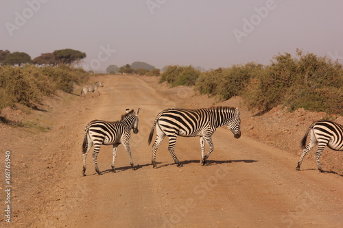 Amboseli National Park Kenya Safari © Marti