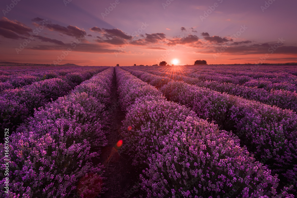 Fototapeta premium Pola lawendy. Piękny obraz pola lawendy. Letni zachód słońca, kontrastowe kolory. Ciemne chmury, dramatyczny zachód słońca.