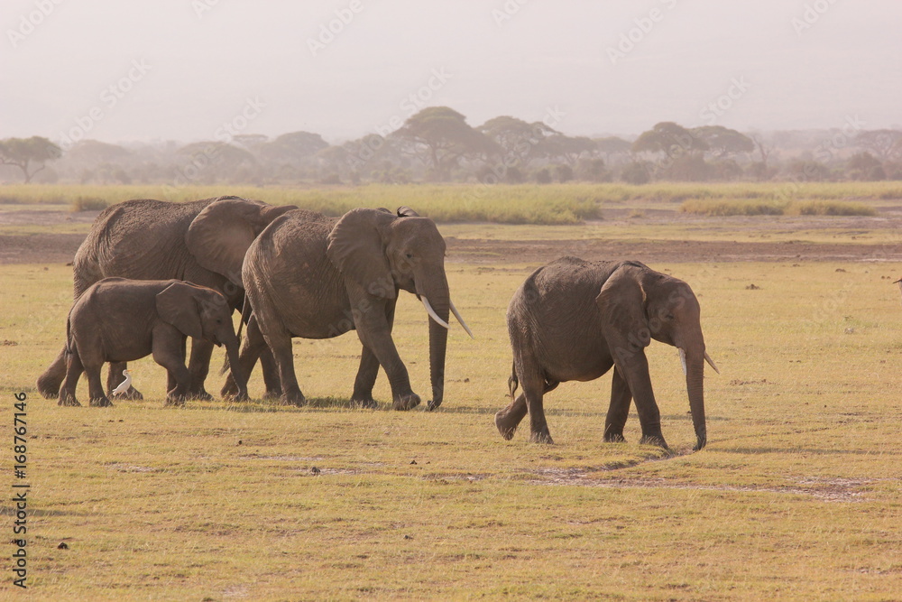 Amboseli National Park Kenya Safari