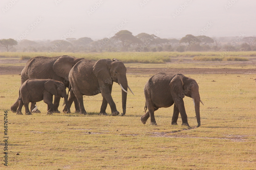 Fototapeta premium Amboseli National Park Kenya Safari