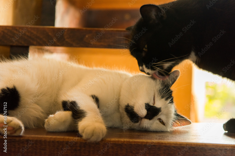 Fototapeta premium The cat is sleeping on the stairs