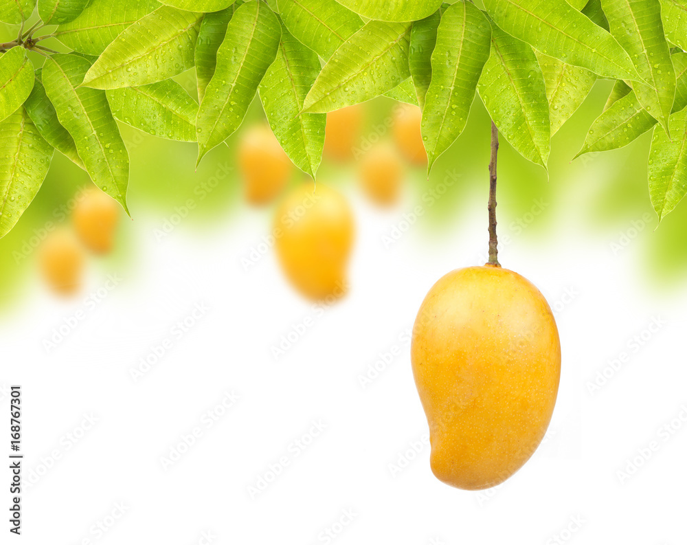 Mango fruit hanging on tree isolated white background Stock Photo Adobe Stock