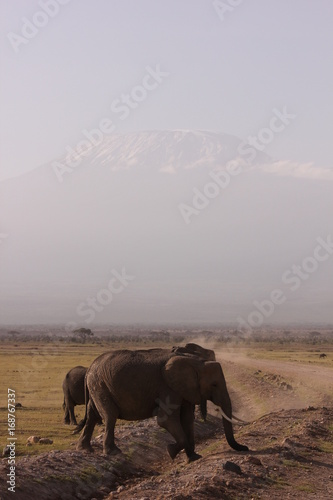 Amboseli National Park Kenya Safari © Marti