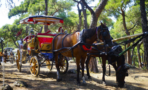 Carriage Horse Princess Island Istanbul