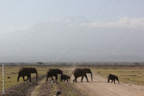 Amboseli National Park Kenya Safari