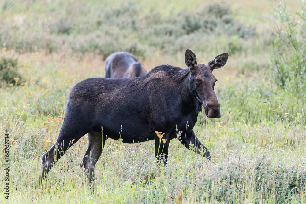 Shiras Moose of The Colorado Rocky Mountains Shiras Moose of The Colorado Rocky Mountains