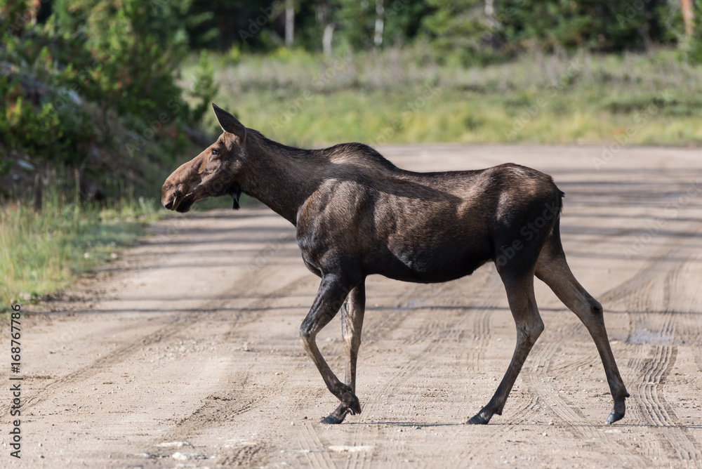 Shiras Moose of The Colorado Rocky Mountains