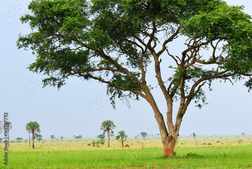 Murchison Falls national park, Uganda