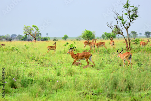 Antelopes reedbuck  Uganda  Africa