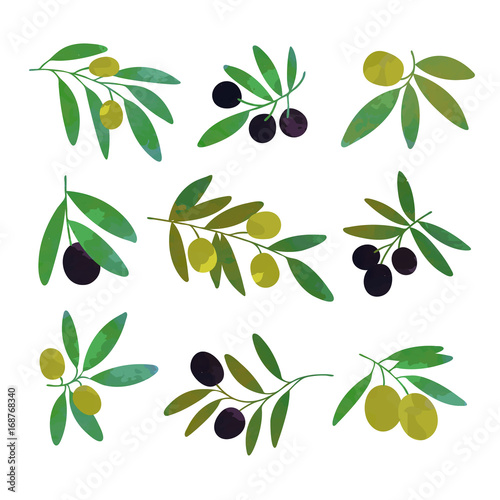 Olive tree branches set of colorful vector Illustrations