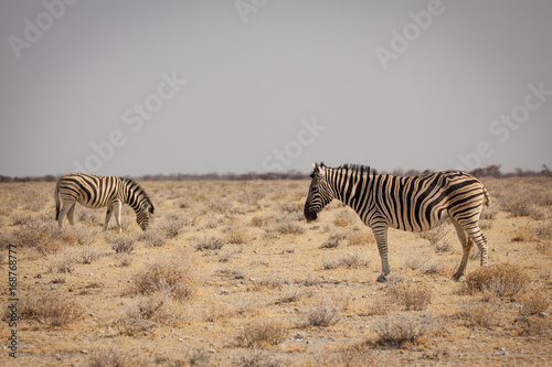 Zebras in der trockenen Savanne 